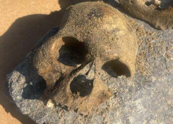 Zilan’dan çıkan kemikler ATKye gönderildi